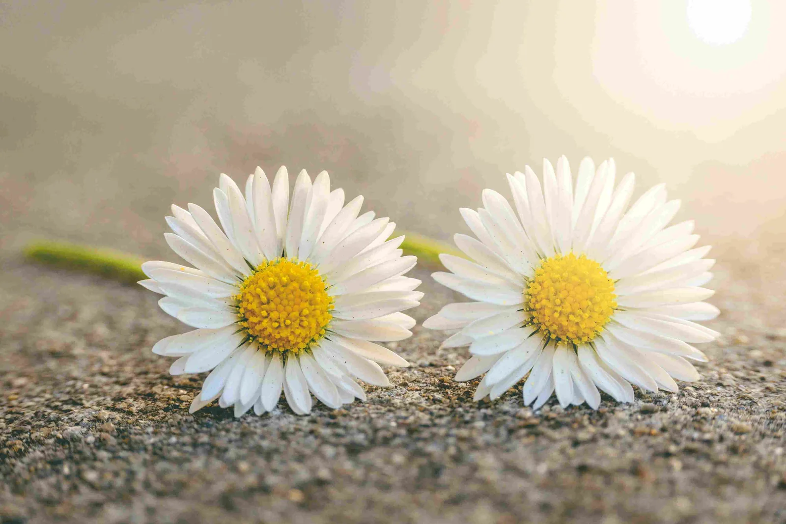 Zwei identische Blumen als Symbol für Plagiate